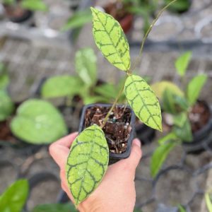 Hoya callistophylla 'Black Dot' (3" pot)