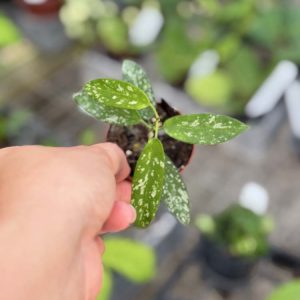 Hoya sungwookii (fka sp. Hon Thom splash) (2" pot)