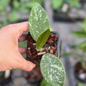 Hoya sp. (Lai Chau, round leaves)