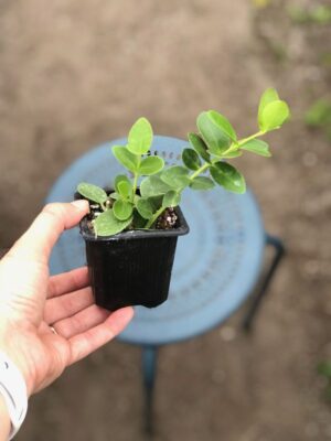 Hoya cumingiana (2.5" pot) - Image 3