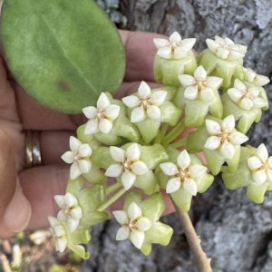 Hoya 'Bent' (2.5" pot)