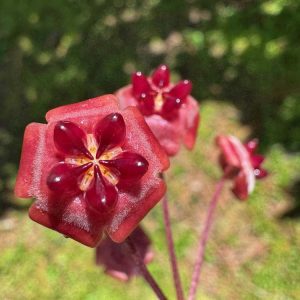Hoya fauziana ssp. angulata (3.5" pot)