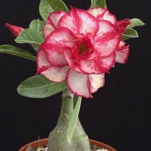 Adenium obesum "Burning Star" 4" pot (grafted)