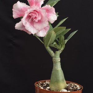 Adenium obesum 'Topaz' 4" pot (grafted)