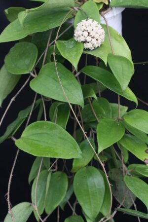 Hoya sp. 24 Nakorn Sri Thumarat (4" pot) - Image 11
