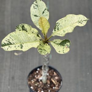 Plumeria sp. 'Cream Variegated' (grafted 6" pot)