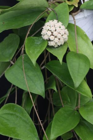 Hoya sp. 24 Nakorn Sri Thumarat (4" pot) - Image 10