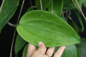 Hoya sp. 24 Nakorn Sri Thumarat (4" pot) - Image 14