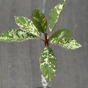 Plumeria sp. 'White Variegated' (grafted 6" pot)