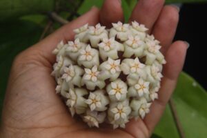 Hoya sp. 24 Nakorn Sri Thumarat (4" pot) - Image 4