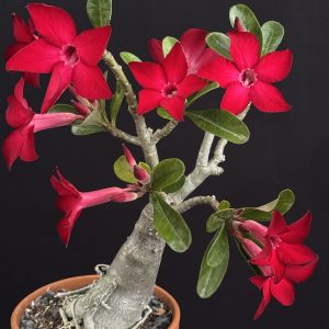 Adenium obesum 'Ruby Star' 4" pot (grafted)- Please email us for availability