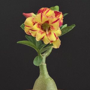 Adenium obesum "Onyx" 4" pot (grafted)