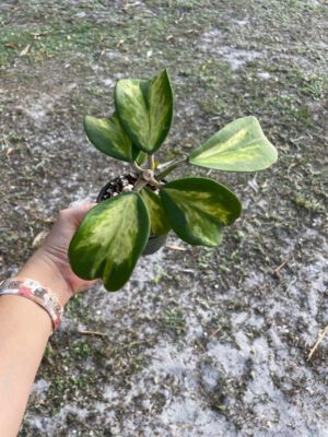 Hoya kerrii (inner variegated/spot) (4" pot) - Image 7