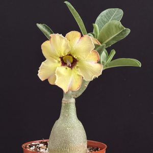 Adenium obesum 'Citrine' 4" (grafted)