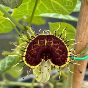 Aristolochia fimbriata - White-veined Dutchman's Pipe (4" pot)