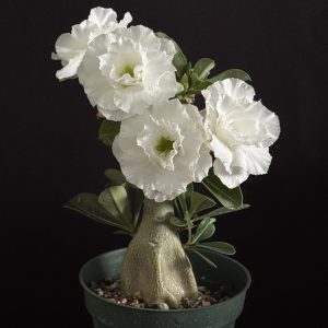 Adenium obesum 'Snow Rose' 4" pot (grafted)