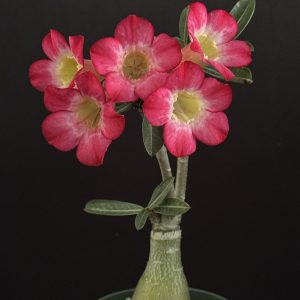 Adenium obesum 'Moonbeam' 4" pots (grafted)