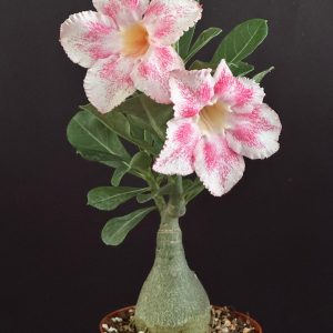 Adenium obesum 'Pink Zing' 4" pot (grafted)