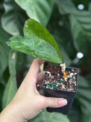 Hoya sp. (from Tanggamus) (2.5" pot) - Image 2