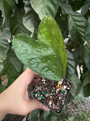 Hoya sp. (from Tanggamus) (2.5" pot)