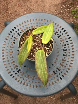 Hoya soligamiana (4" pot) - Image 3