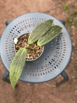 Hoya soligamiana (4" pot) - Image 2