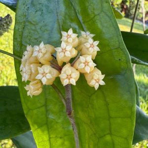 Hoya 'Valdar' (3" pot)
