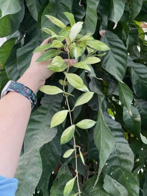 Hoya walliniana (variegated) (4" pot) (check back later) - Image 2