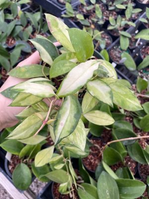 Hoya walliniana (variegated) (4" pot) (check back later)
