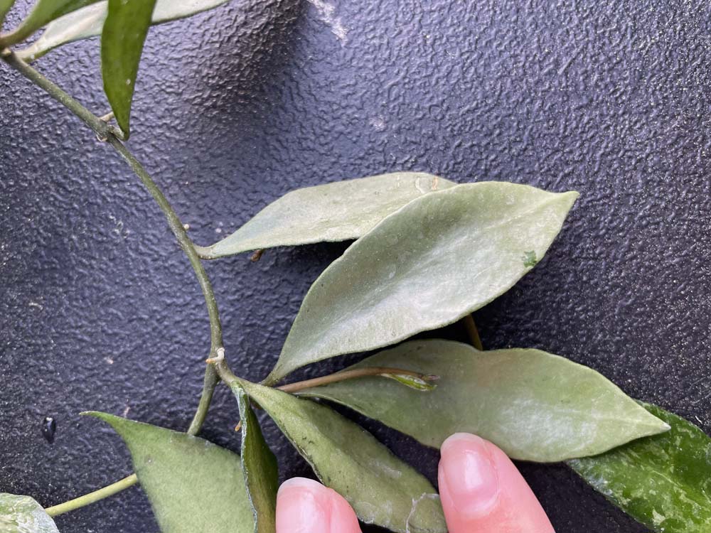 Hoya lacunosa 'Louisa's Silver' (3