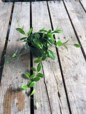 Hoya australis ssp. sanae IML 0171 (4" pot) - Image 6