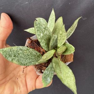 Hoya lacunosa 'Leopard Skin' (2" pot)