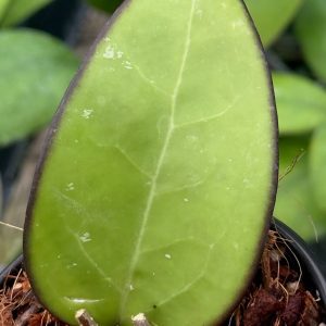 Hoya KSB 01 (4" pot)