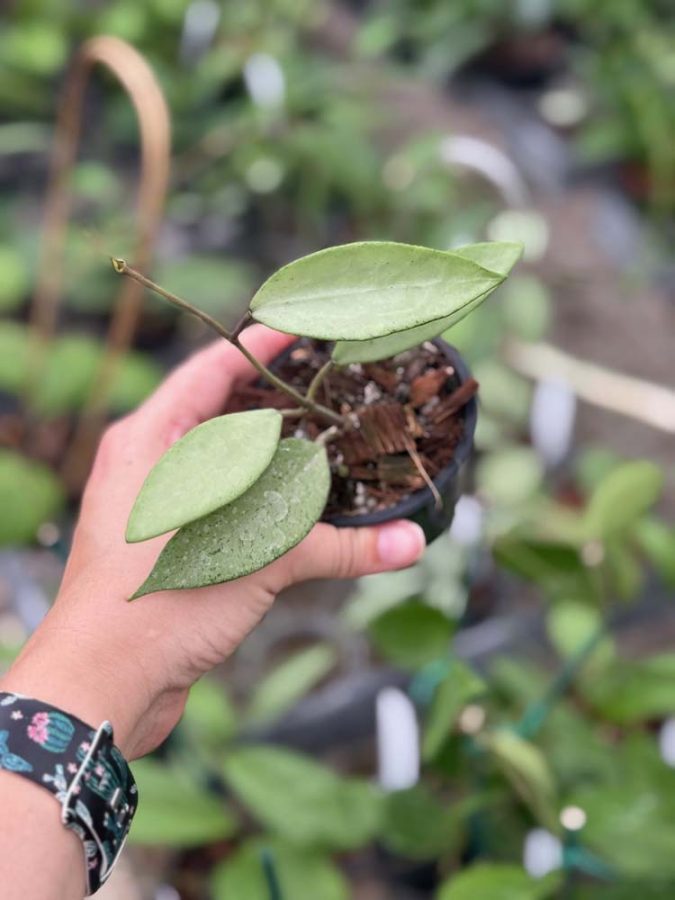 Hoya Snow Cui Silver (3″ pot) – Gardino Nursery