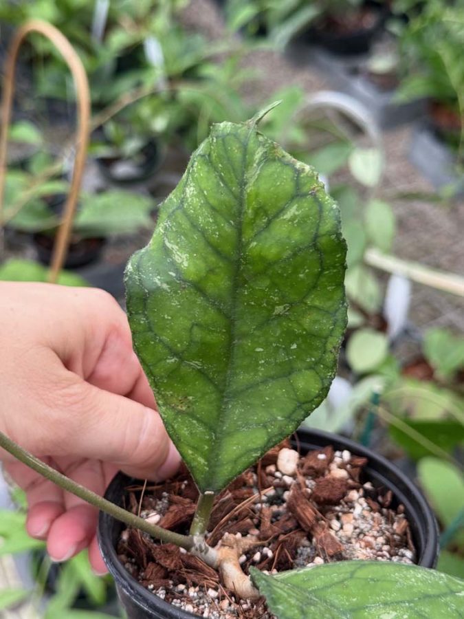 Hoya ‘Svetlana’ EPC-959 (4" pot) - Image 3