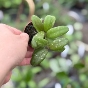 Hoya sp. GPS 7240 (3" HB)