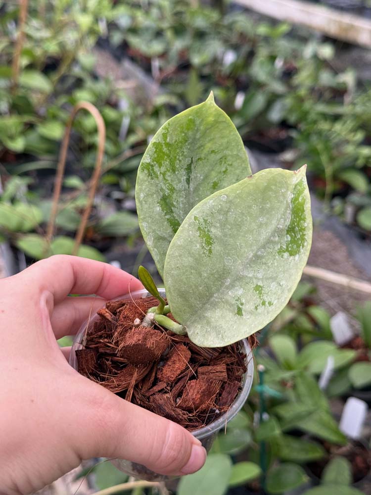 Hoya nervosa 'Jokulˈ (3.5″ pot) – Gardino Nursery