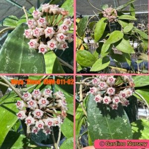Hoya 'Stevo' RHM (3.5" pot)