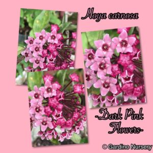 Hoya carnosa (clone with darker pink flowers) (2.5" pot)