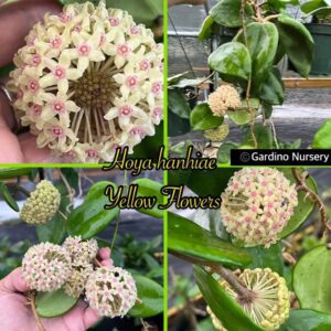 Hoya hanhiae (yellow flowers) (4" pot)