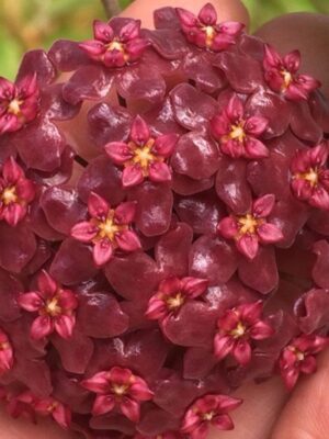 Hoya tomataensis (3" pot) - Image 4