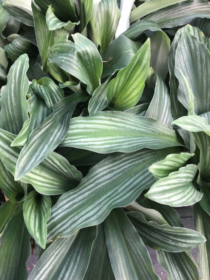 Kaempferia aff. angustifolia ‘Silver Striped’ (4″ pot) – Gardino Nursery