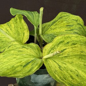 Kaempferia variegated - Variegated Peacock Ginger