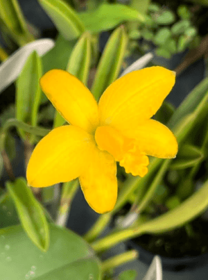 Laelia Briegeri (check Back In Fall) – Gardino Nursery