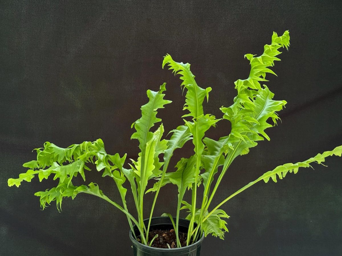 Microsorum punctatum ‘Dragon Wing’