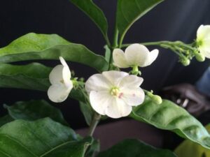 Vallaris solanacea - Bread Flower (4" pot) may ship pruned back
