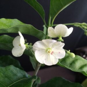 Vallaris solanacea - Bread Flower (4" pot) may ship pruned back