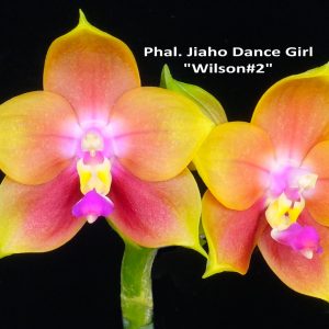 Phalaenopsis Jiaho Dance Girl 'Wilson 2' (3" pot)