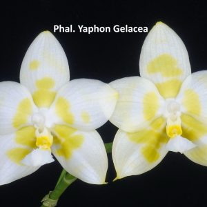 Phalaenopsis Yaphon Gelacea (3" pot)