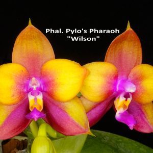 Phalaenopsis Pylo's Pharaoh 'Wilson' (3" pot)